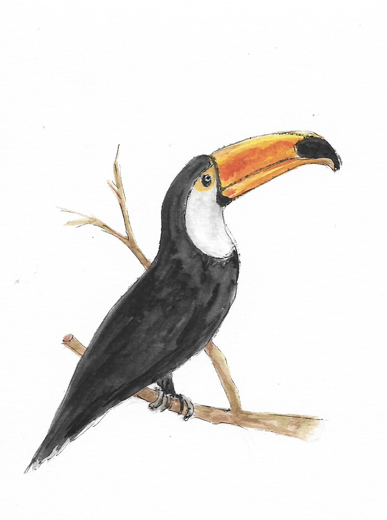 tucano.jpg